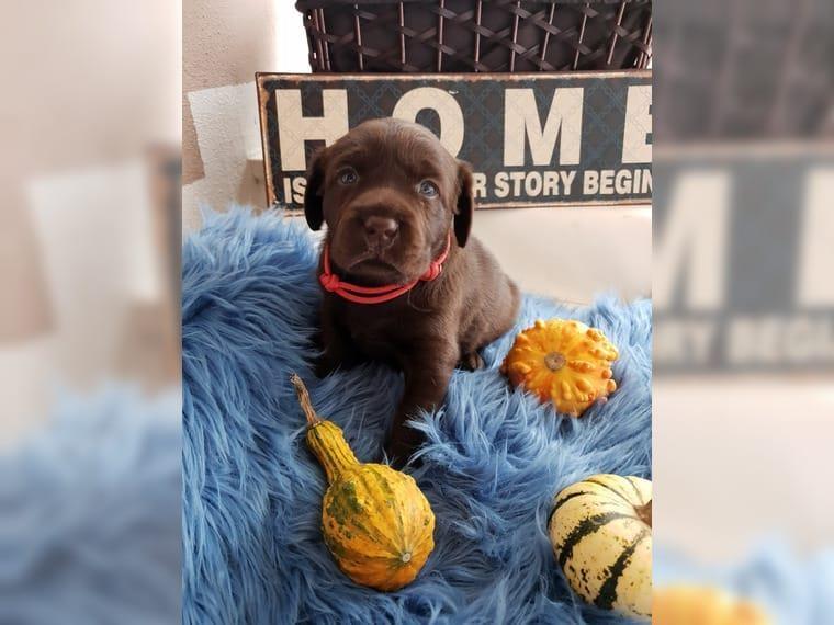 LABRADOR-RETRIVER