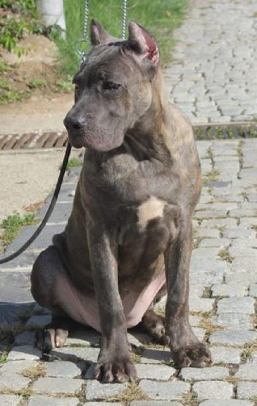 Cane-corso-štenci