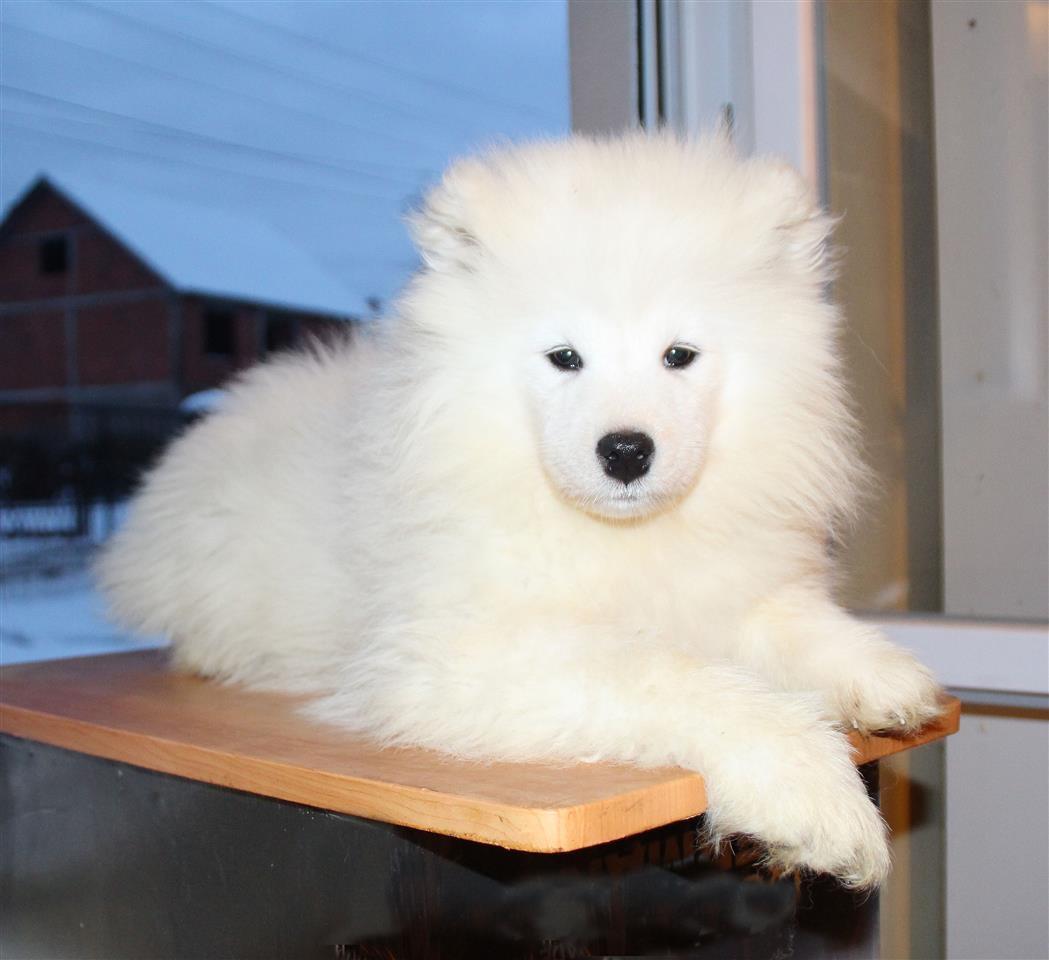 Samojed-štenci
