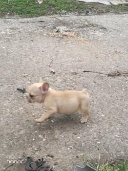 Francuski-buldog--stenad-