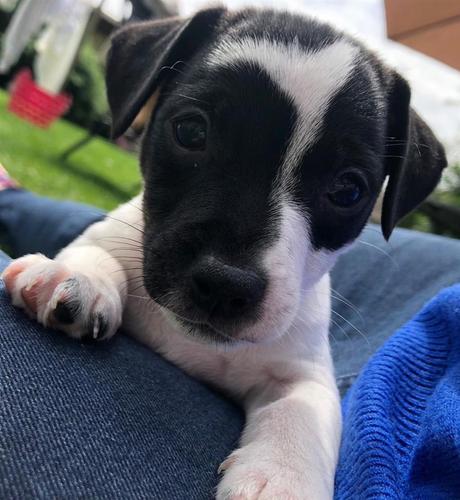 3 Jack Russell štenad
