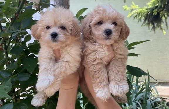 Maltipoo-stenci-