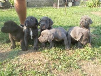 Cane-Corso-stenci
