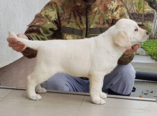 Stenci-LABRADOR-RETRIVERA-