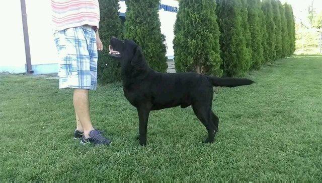 Labrador-retriver-stenci---vrhunsko-leglo