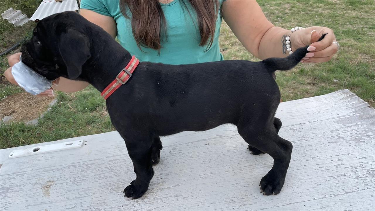 Stenci-Cane-Corso-na-prodaju