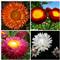 Helichrysum bracteatum-slamno cvece seme 