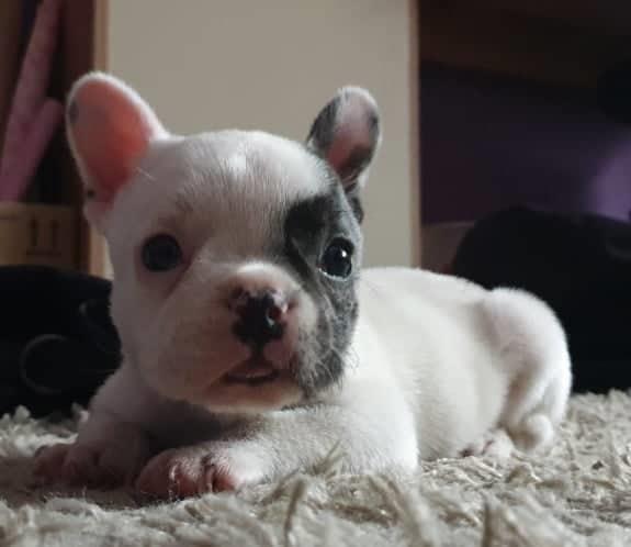 Francuski-buldog