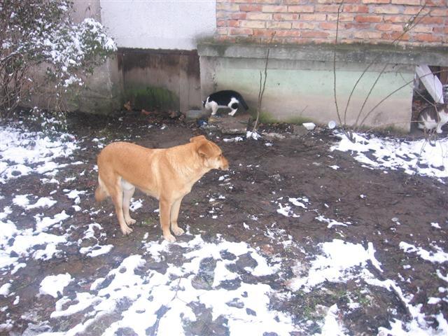 Pas-Žućo