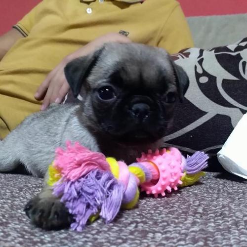 Mops stenci