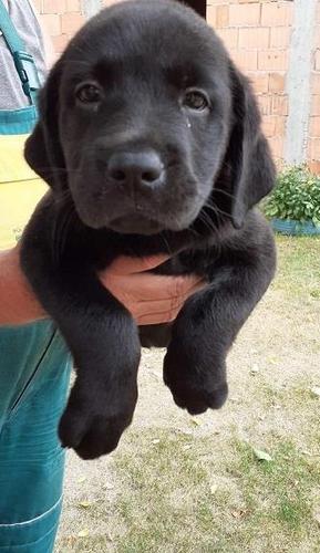 Labrador stenci