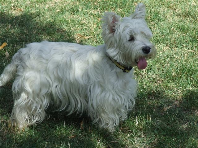Westi-Terrier-vrhunski-štenci