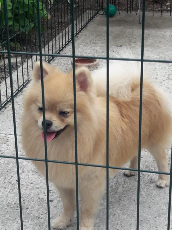 Pomeranci-boo--decak