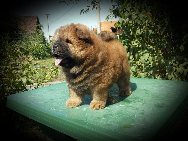 Chow-cau-cau-