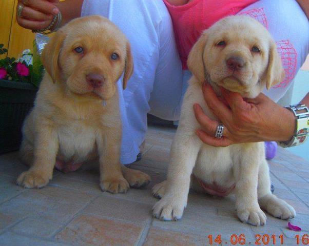 Stenci-labradora