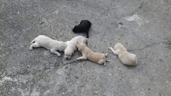 Labrador stenci