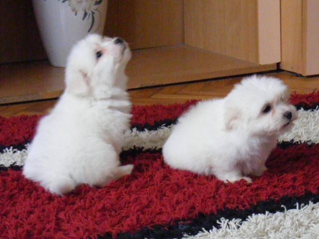 Cotton-de-Tulear