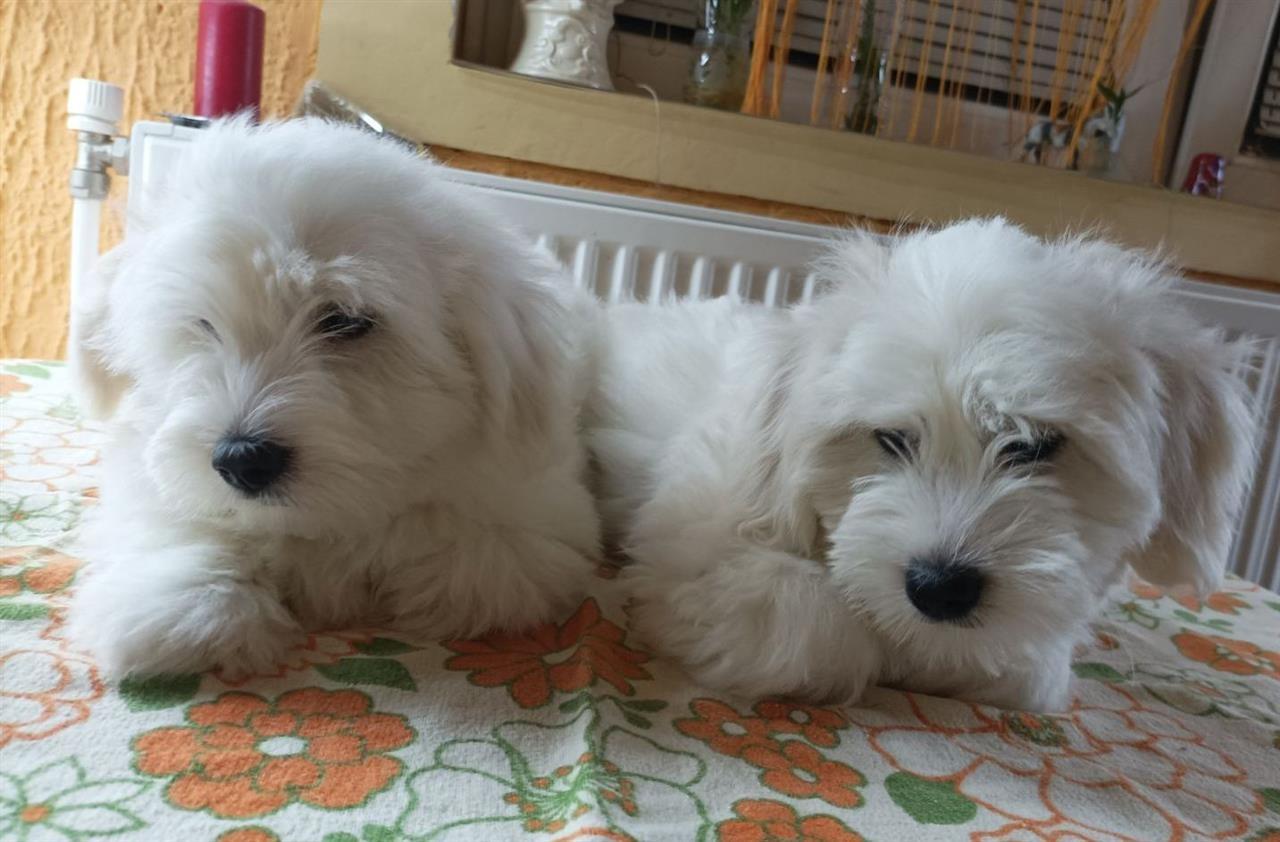 Coton-de-Tulear---mali-muzjaci