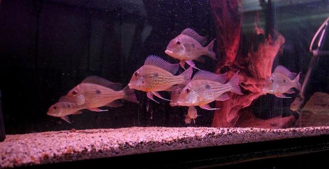 Geophagus abalios F1 
