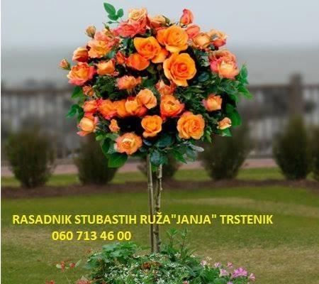 STUBASTE-RUZE