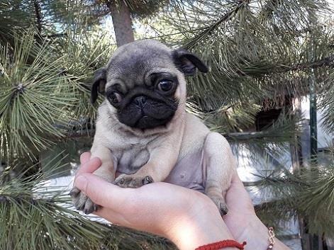 Mops-štenci