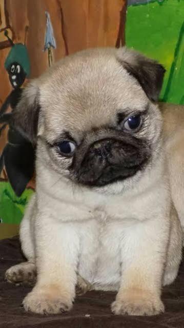 Mops-štenci-