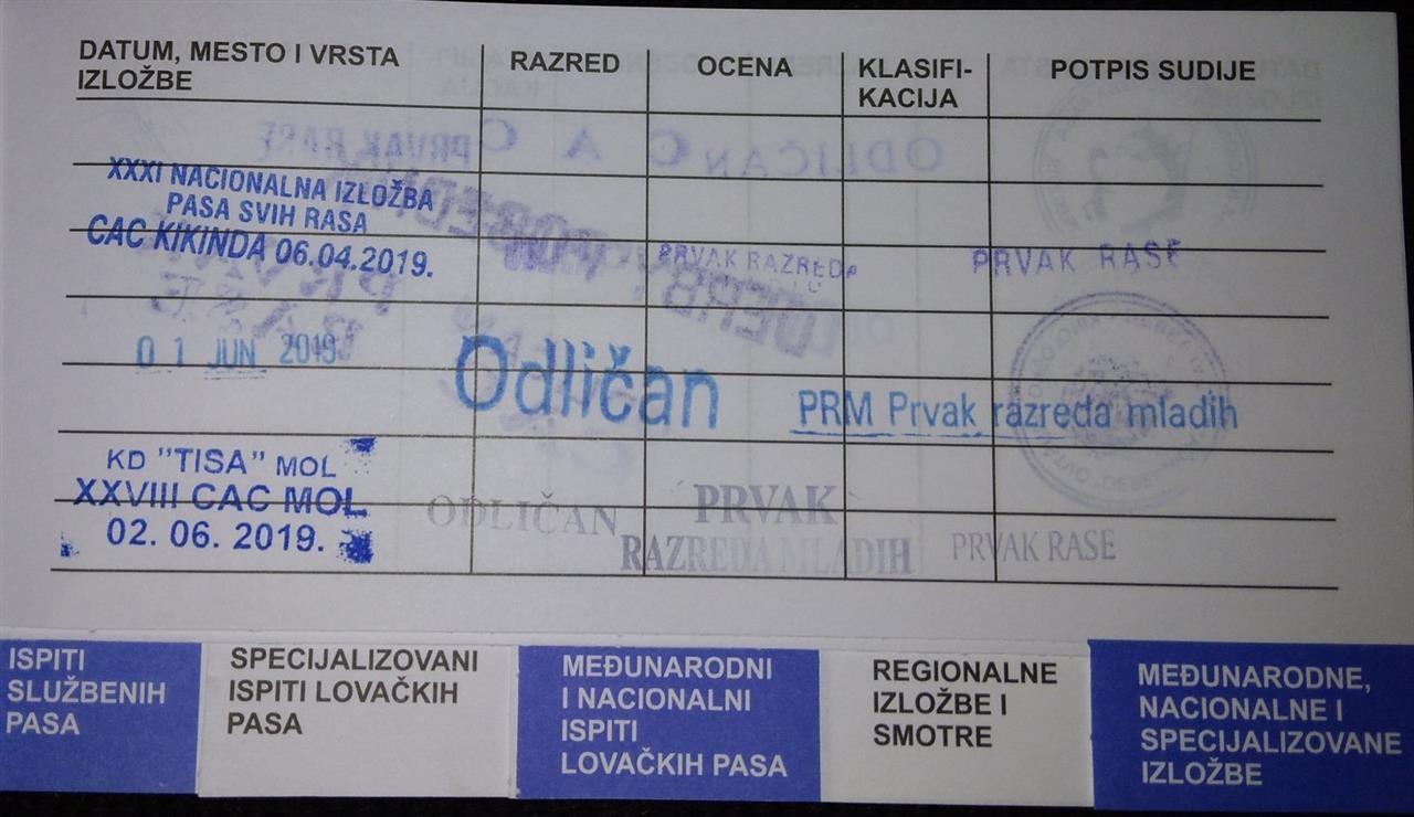 Štenci-Ruskog-Terijera-