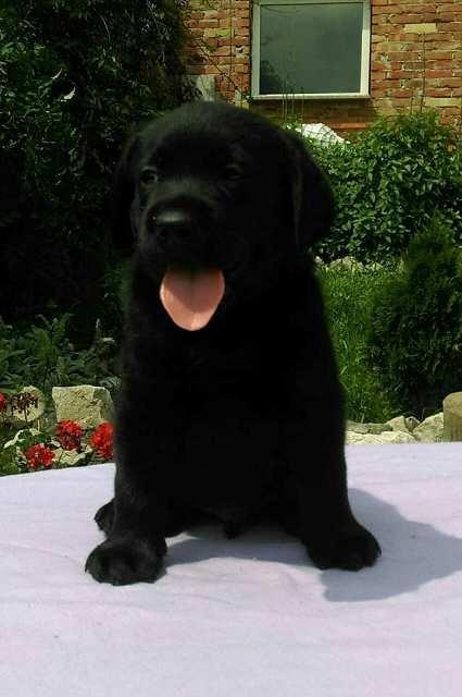 Labrador-Retriver--štenci