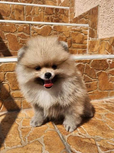 Pomeranac-špic