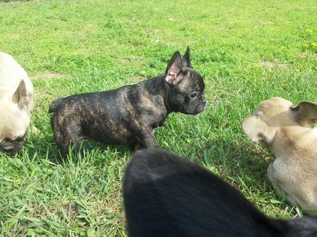 Francuski-Buldog