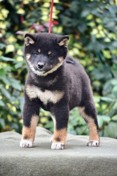 Shiba-Inu