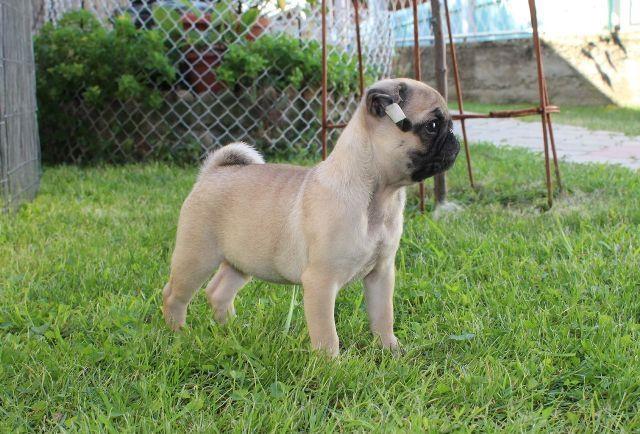 Mops--štenci