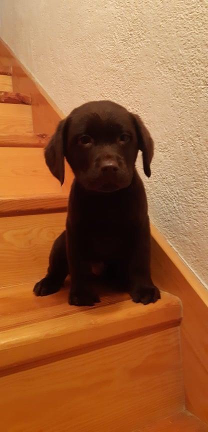 Štenci-Labrador-retrivera-