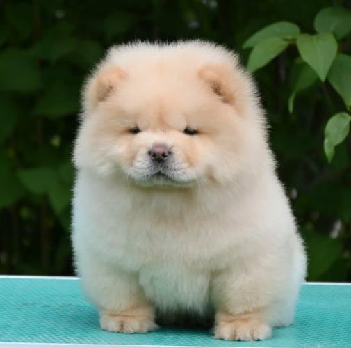 Chow Chow Čau Čau prelepi štenci