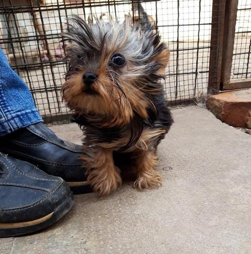 Mini jorki 4 meseca