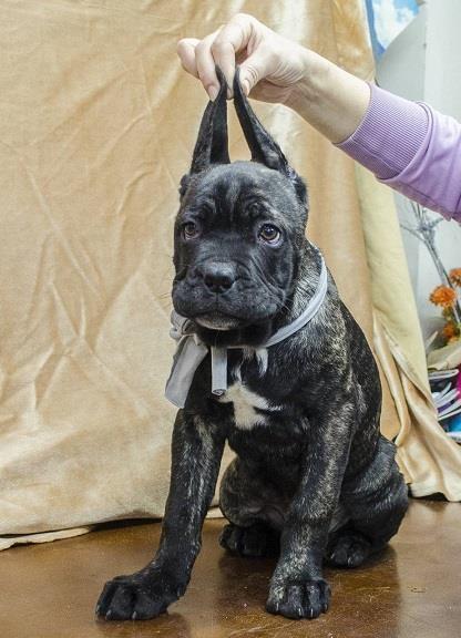 Cane-corso-štenci