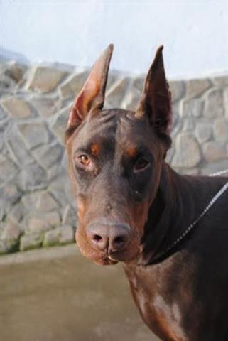 Doberman---stenci-