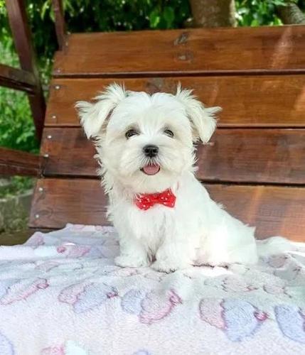 Maltezer i coton de tulear štenci na prodaju