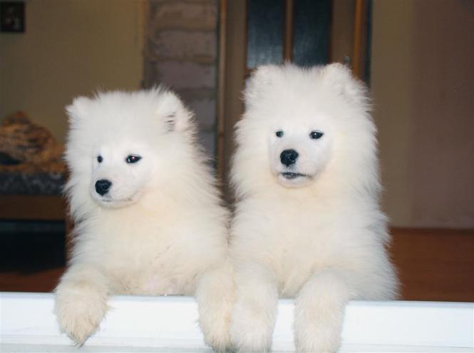 Samojed štenci