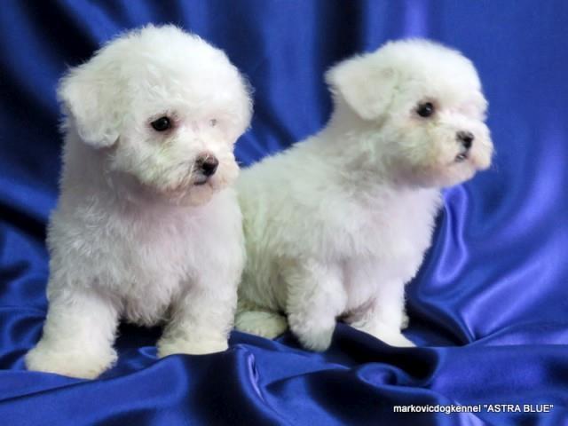 Kovrdzavi Bison Bichon Frise
