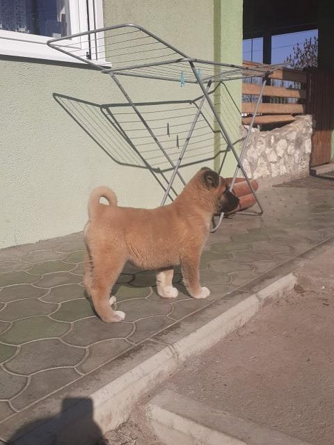 Stenca-Americke-akite-