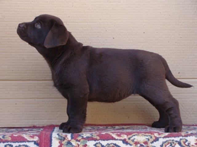 Labrador-stenci-i-mladi-psi-