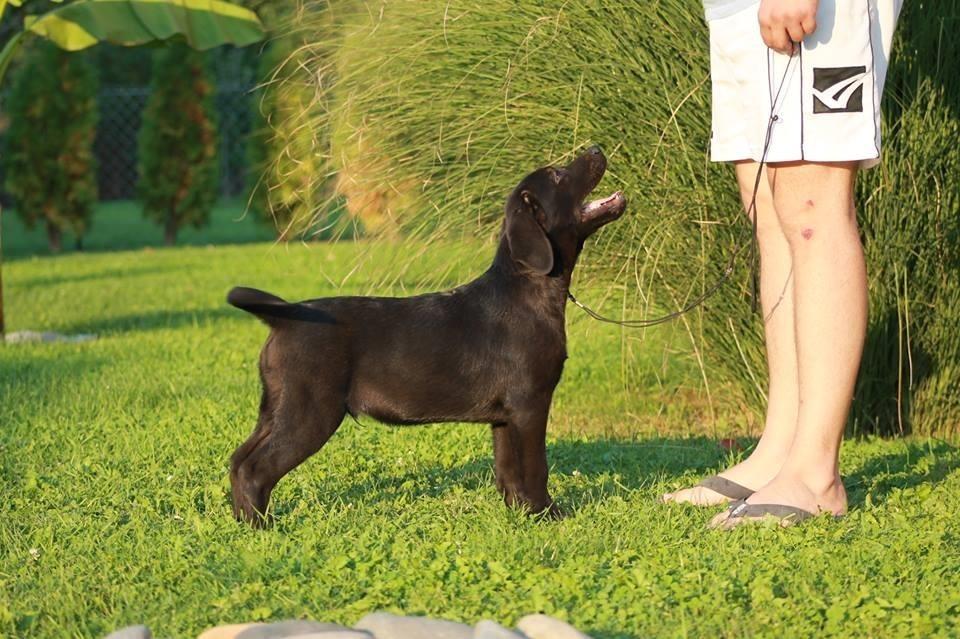 Labrador-Retriver-štenci-
