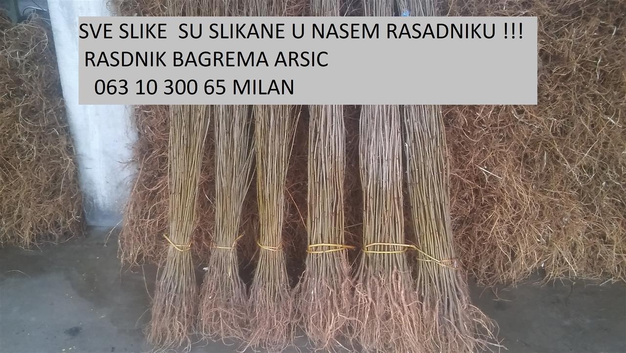 sadnice-bagrema