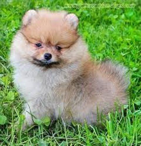 Pomeranac