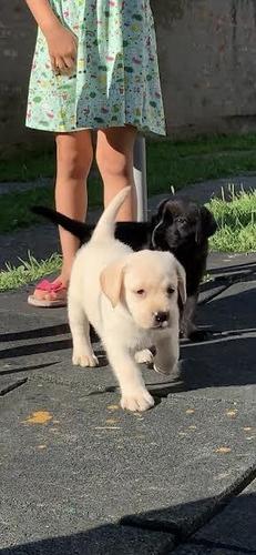 LABRADOR RETRIVER - vrhunski štenci