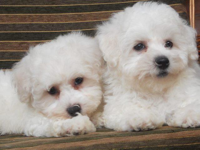 Kovrdzavi-bisoni---bichon-frise--stenci