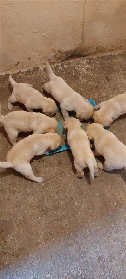 Labrador-stenci