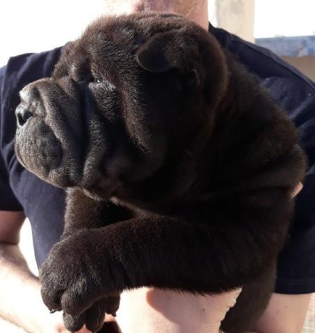 Shar-Pei-štenci-