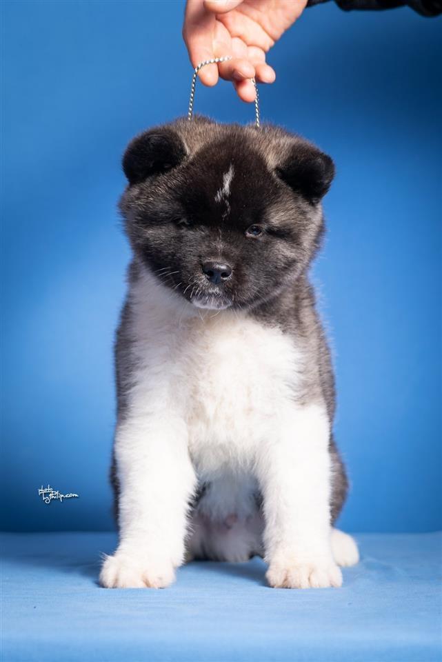 Američka-Akita-štenci